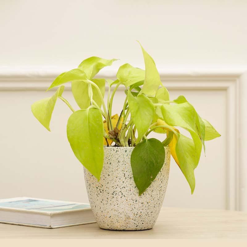 Speckled White Terracotta Pot for Indoor Plants