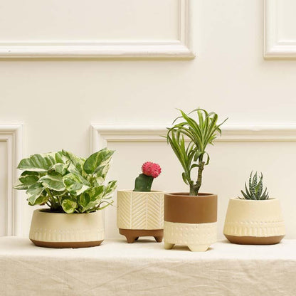 Terracotta Planters – Set of 4