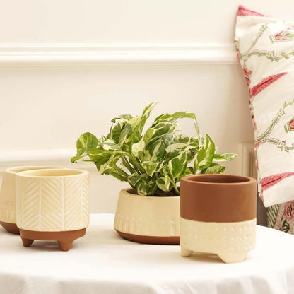 Terracotta Planters – Set of 4