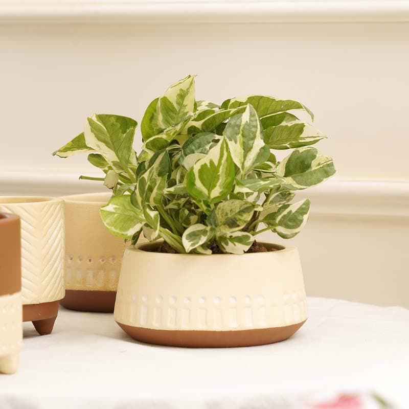 Terracotta Planters – Set of 4